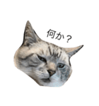 猫になりたいあなたへ（個別スタンプ：5）