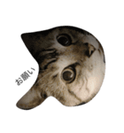 猫になりたいあなたへ（個別スタンプ：7）