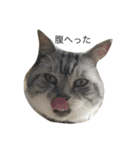 猫になりたいあなたへ（個別スタンプ：8）