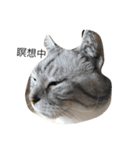 猫になりたいあなたへ（個別スタンプ：9）