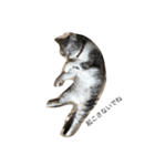 猫になりたいあなたへ（個別スタンプ：11）