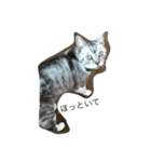 猫になりたいあなたへ（個別スタンプ：12）