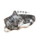 猫になりたいあなたへ（個別スタンプ：13）