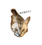 猫になりたいあなたへ（個別スタンプ：15）