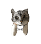 猫になりたいあなたへ（個別スタンプ：16）