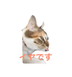 ウチのベロ猫たつ（個別スタンプ：1）