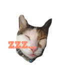 ウチのベロ猫たつ（個別スタンプ：2）