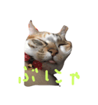 ウチのベロ猫たつ（個別スタンプ：3）