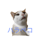 ウチのベロ猫たつ（個別スタンプ：4）