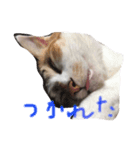 ウチのベロ猫たつ（個別スタンプ：5）