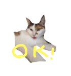 ウチのベロ猫たつ（個別スタンプ：6）