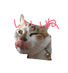 ウチのベロ猫たつ（個別スタンプ：8）
