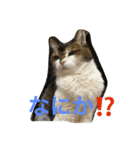 熟女猫のにゃろめ（個別スタンプ：4）