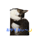 熟女猫のにゃろめ（個別スタンプ：5）