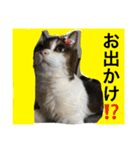 熟女猫のにゃろめ（個別スタンプ：7）