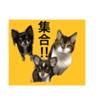 熟女猫のにゃろめ（個別スタンプ：8）