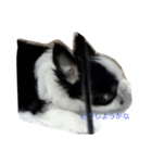 ちわわ（個別スタンプ：1）