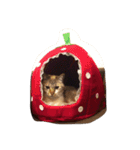 うちのおかしなむすこたち（個別スタンプ：2）