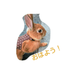 チャピちゃん（個別スタンプ：2）