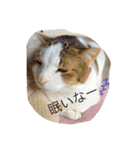 ネコ＆犬（個別スタンプ：1）