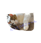 ネコ＆犬（個別スタンプ：2）