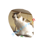 ネコ＆犬（個別スタンプ：3）