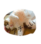 ネコ＆犬（個別スタンプ：4）