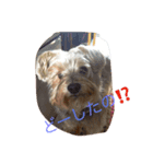 ネコ＆犬（個別スタンプ：5）