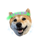 柴犬パナキ（個別スタンプ：1）