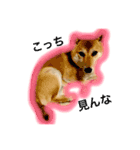 柴犬パナキ（個別スタンプ：3）