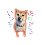 柴犬パナキ（個別スタンプ：4）