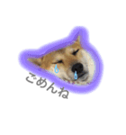 柴犬パナキ（個別スタンプ：5）