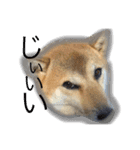 柴犬パナキ（個別スタンプ：6）