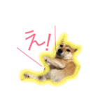 柴犬パナキ（個別スタンプ：7）