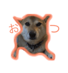 柴犬パナキ（個別スタンプ：8）