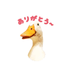 今日のうーちゃん（個別スタンプ：1）