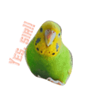 インコのひまちゃん（個別スタンプ：1）