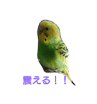 インコのひまちゃん（個別スタンプ：2）