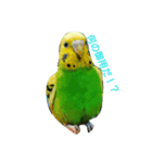 インコのひまちゃん（個別スタンプ：3）