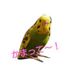 インコのひまちゃん（個別スタンプ：4）