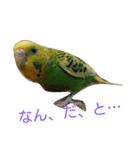 インコのひまちゃん（個別スタンプ：5）