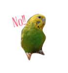 インコのひまちゃん（個別スタンプ：7）