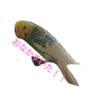 インコのひまちゃん（個別スタンプ：8）