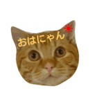 茶々丸。（個別スタンプ：1）