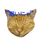茶々丸。（個別スタンプ：3）