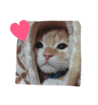 あいさつきなこ（個別スタンプ：8）