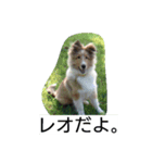 レオだよ。（個別スタンプ：2）
