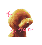 自由気ままなワンコ生活（個別スタンプ：1）