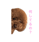 自由気ままなワンコ生活（個別スタンプ：5）