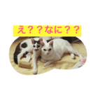 にゃん！（個別スタンプ：1）